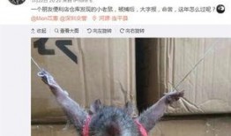 最新老鼠爆料新闻,揭秘娱乐圈惊人内幕